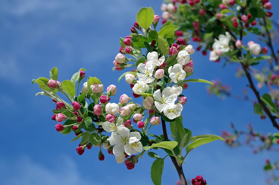 apple-blossom-tree-branch-spring.jpg